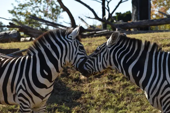Casino Rockn Rolla Kundeservice